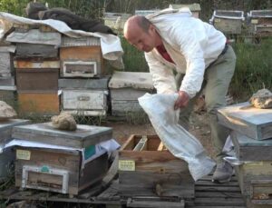 Bursa’da ilginç hırsızlık…Arıları kovanlarıyla birlikte çaldılar