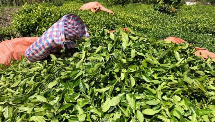 Çay üreticileri artık ÇAYKUR’a ait fabrikalara da çay satabilecek