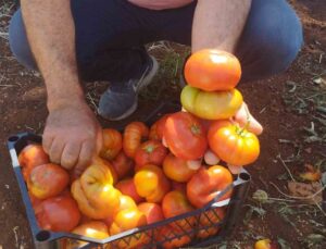 Dönüm başı 30 ton ürün alan üretici yerli domatesi 10 liradan satıyor