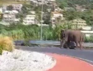 İtalya’da sirkten kaçan fil otoyola çıktı
