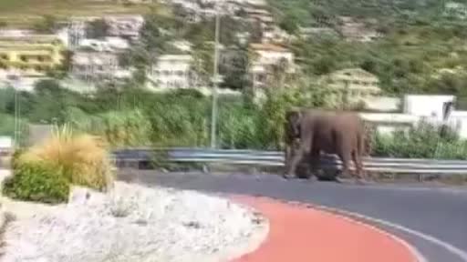 İtalya’da sirkten kaçan fil otoyola çıktı
