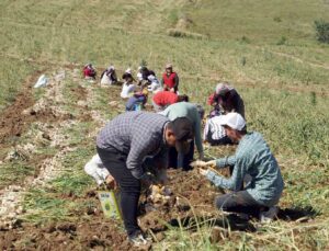 Kastamonu’da kene vakalarında hasat artışı