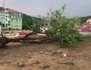 Kastamonu’da şiddetli rüzgar ağacı kökünden çıkarttı
