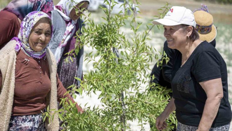 Mersin Büyükşehir Belediyesinin tarımsal üretime desteği sürüyor