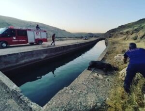 Nusaybin’de sulama kanalına düşen domuzu itfaiye ekipleri kurtardı