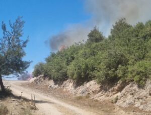 Osmaniye Hasanbeyli’de orman yangını