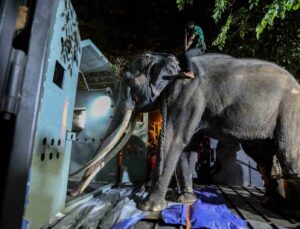 Tayland, Budist Tapınağı’nda işkence gören fili geri aldı