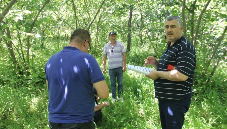 Trabzon’da fındıkta rekolte tespit çalışmaları başladı