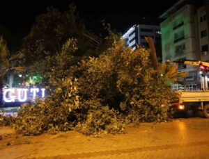 Turgutlu’da fırtına ağacı devirdi