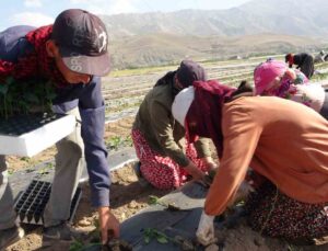 Van’da mevsimlik tarım işçileri bunaltıcı sıcaklara rağmen tarlalarda çalışmayı sürdürüyor