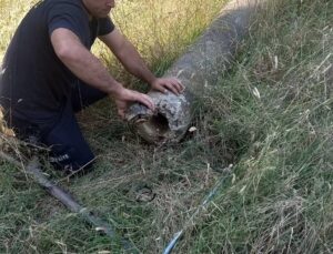 Yalova’da boru içinde mahsur kalan kaplumbağa kurtarıldı