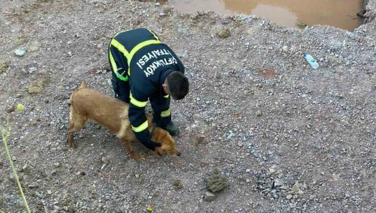 Yalova’da inşaat temeline düşen köpeği itfaiye kurtardı