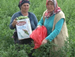 Yunanistan sınırında kavurucu sıcak altında güle oynaya hasat mesaisi