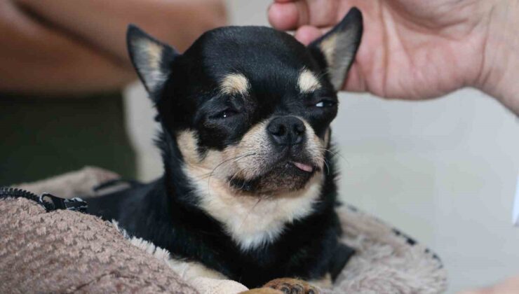 Almanya’da tedavi edilemeyen ’Rocky’ isimli köpek şifayı Diyarbakır’da buldu