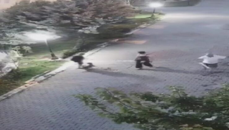 Ankara’da yaşlı kadına köpek saldırdı