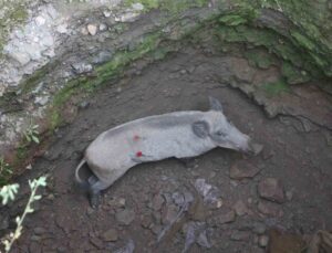 Anne domuz 5 saatlik operasyonla kuyudan çıkarıldı