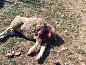 Başıboş köpekler şehrin merkezindeki çiftliğe saldırdı