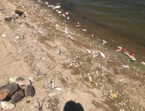 Boğazköy baraj gölünde ölen balıklar karaya vurdu