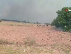 Bursa Yenişehir’de orman yangını