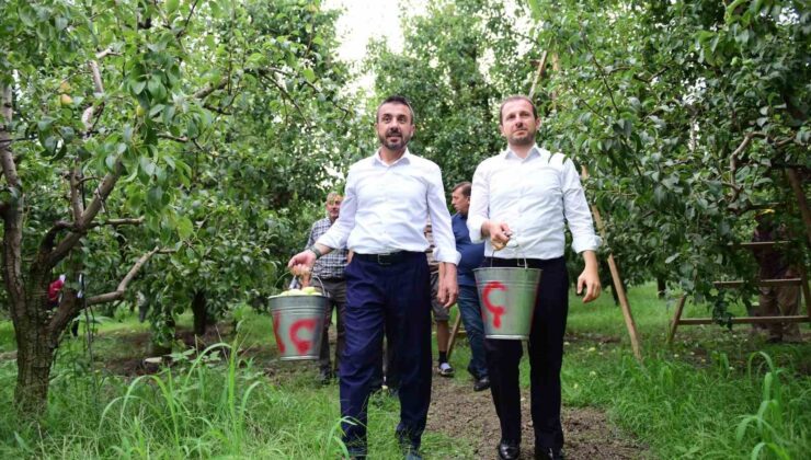 Bursa’da armut hasadı başladı… İlk meyveler Milletvekili Kılıç ve Başkan Tanır’dan