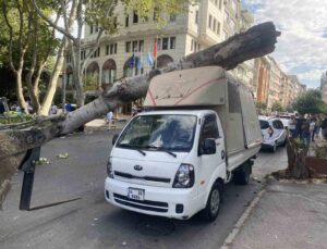 Çürüyen ağaç kamyonetin üstüne devrildi, şans eseri kimse yaralanmadı