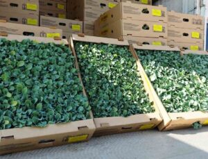 İhracata uygun sebze üretimi için 240 bin fide dağıtıldı