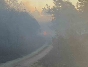 Karacabey’de orman yangını