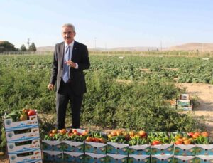 Karaman’ın Ayrancı ilçesinde halk salatalık ve domatesin kilosunu 1 liradan alıyor