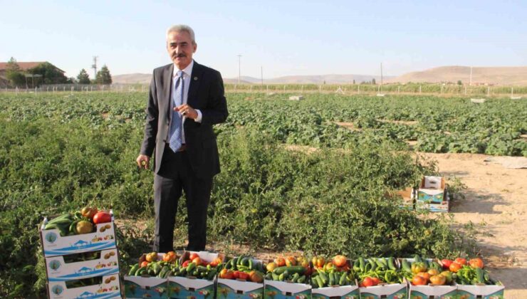 Karaman’ın Ayrancı ilçesinde halk salatalık ve domatesin kilosunu 1 liradan alıyor