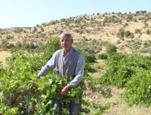 Mardin’de dördüncü kuşak üzüm yetiştiricisi yüksek rekolte bekliyor