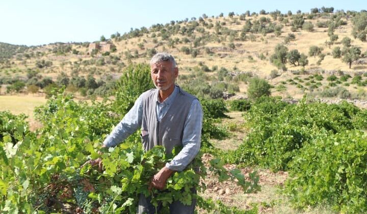 Mardin’de dördüncü kuşak üzüm yetiştiricisi yüksek rekolte bekliyor