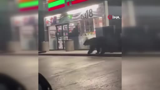 Meksika’da süpermarketin önünde görülen ayı paniğe neden oldu