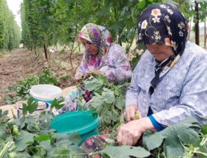 Türkiye’de sadece Bilecik’te yetişen endüstriyel bitki şerbetçi otunun hasadı başladı