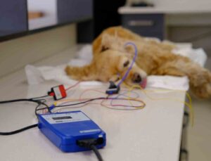 16 yaşındaki Amerikan Cocker cinsi köpeğe işitme testi yapıldı