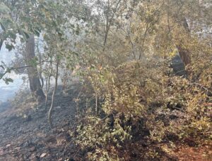 Adana’daki iki orman yangınından biri kontrol altına alındı