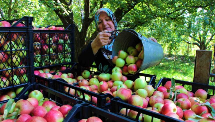 Amasya’nın 2 bin yıllık sembolü misket elmasının hasadı başladı