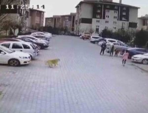 Başıboş köpekler mahalle sakinlerini perişan etti