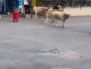 Başıboş sokak köpekleri, küçük çocuğu olan bir kadının etrafını çevirdi