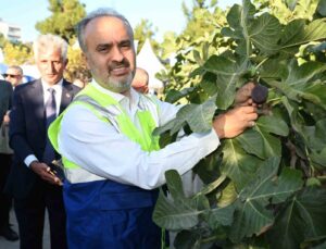 Başkan Aktaş siyah incir hasadına katıldı