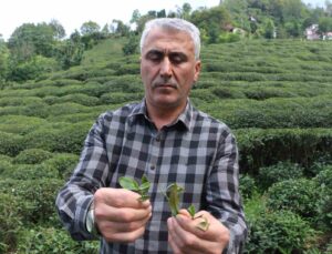 Çay üreticilerinden ’çayda budama’ işlemine tepki