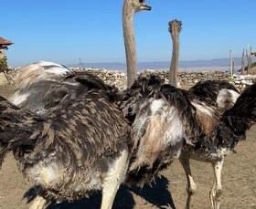 Eskişehir’de hobi bahçesindeki 2 adet deve kuşu firar etti
