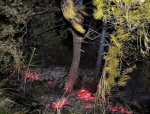 Gazipaşa’da, zamanında müdahale orman yangınını önledi