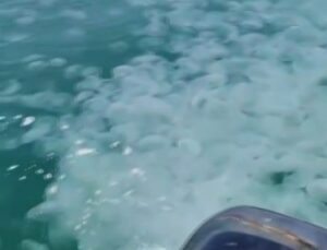 Güney Marmara’da denizanası istilası