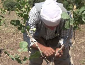 Huzur ortamının sağlandığı Şırnak’ta boşaltılan köyler fıstık bahçeleriyle hayat buluyor