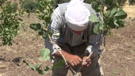 Huzur ortamının sağlandığı Şırnak’ta boşaltılan köyler fıstık bahçeleriyle hayat buluyor