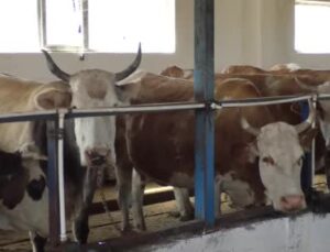 Kars’ta hayvansal üretim yapan çiftçilere kolostrum ‘ağız sütü’ dağıtıldı