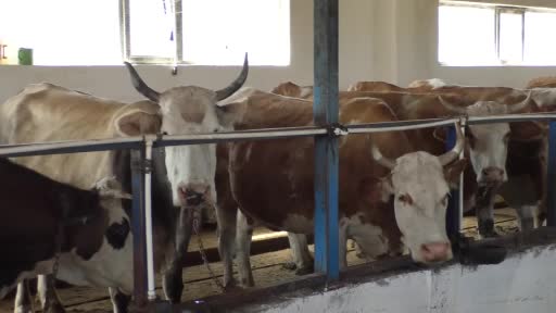 Kars’ta hayvansal üretim yapan çiftçilere kolostrum ‘ağız sütü’ dağıtıldı