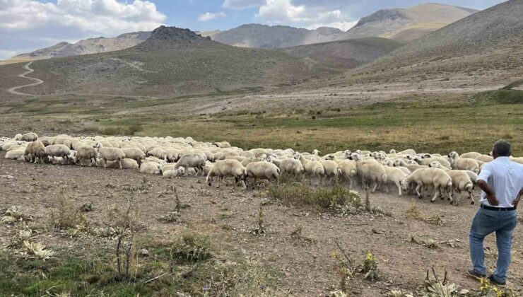 Malatya’da 25 bin TL’ye çoban bulunamıyor