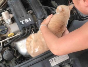Otomobilin motor kısmına giren kedisini çıkarmak için saatlerce gözyaşlarıyla dil döktü