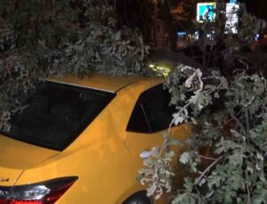 (Özel) 193 yıllık ağaç taksi durağına devrildi, 2 taksi ağacın altında kaldı